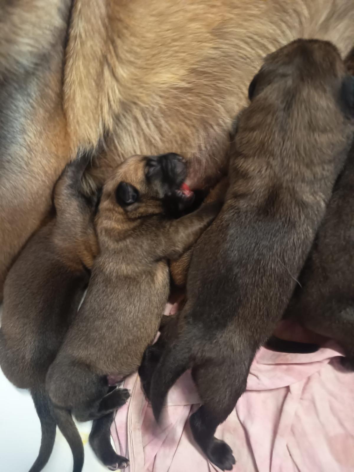Chiots malinois LOF