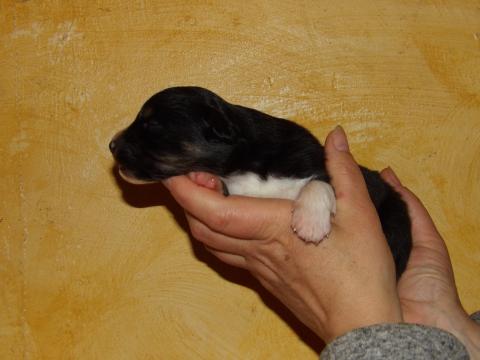 Photo de chiot de race Berger américain miniature