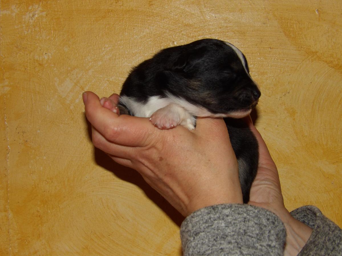 Chiot mâle noir tricolore