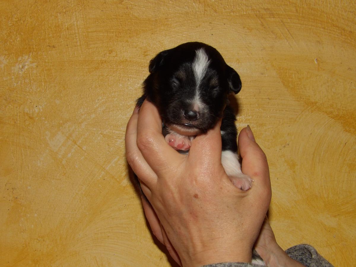 Chiot mâle noir tricolore