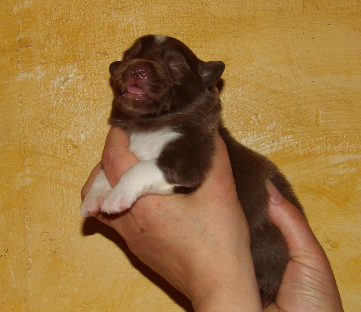 Chiot mâle rouge tricolore BAM