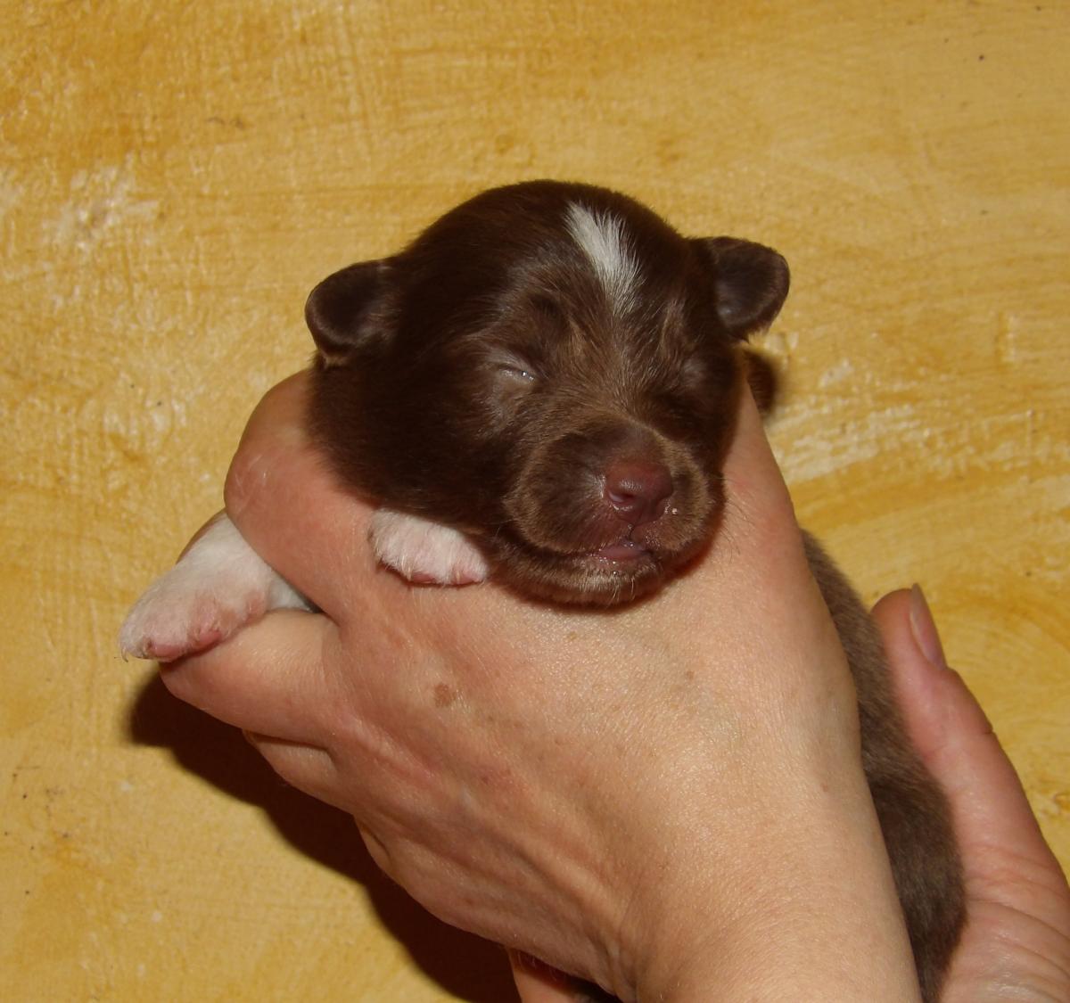 Chiot mâle rouge tricolore BAM