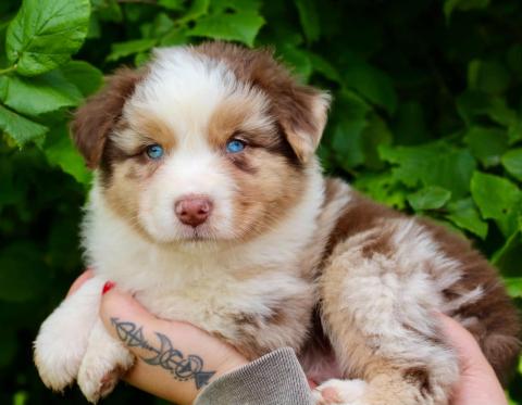 Photo de chiot de race Berger Australien