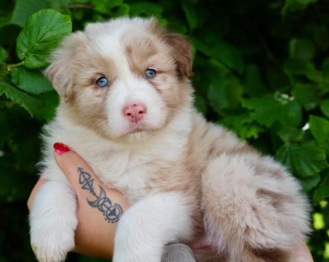 Photo de chiot de race Berger Australien