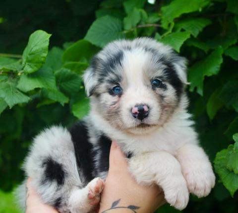 Photo de chiot de race Berger Australien