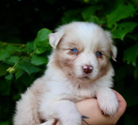 Photo de chiot de race Berger Australien