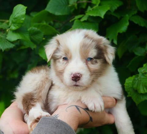 Photo de chiot de race Berger Australien