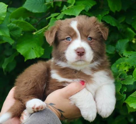 Photo de chiot de race Berger Australien