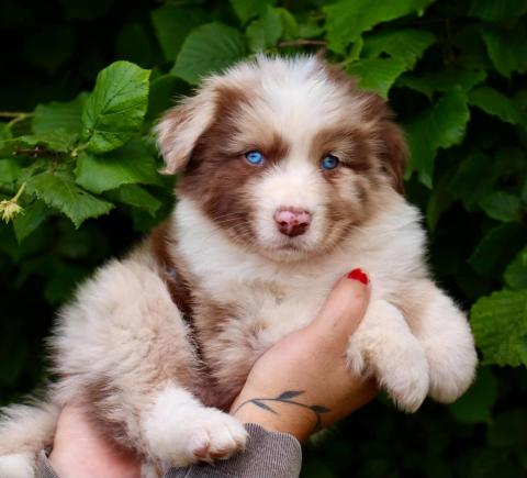 Photo de chiot de race Berger Australien