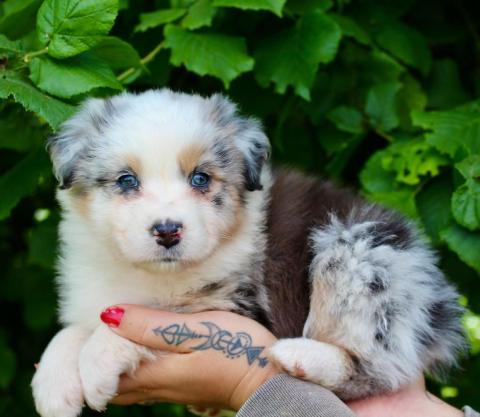 Photo de chiot de race Berger Australien