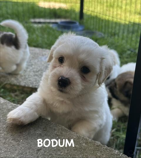 Photo de chiot de race Coton De Tulear