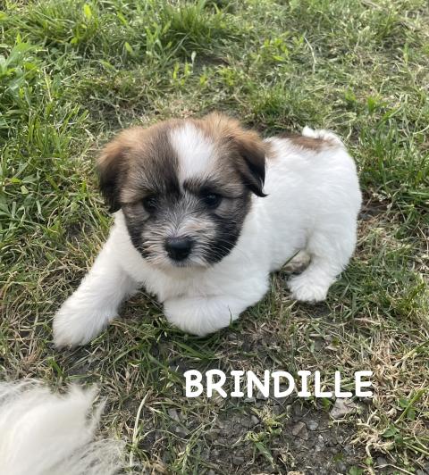 Photo de chiot de race Coton De Tulear