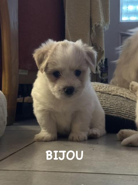 Photo de chiot de race Coton De Tulear