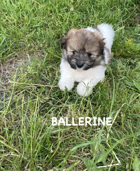 Photo de chiot de race Coton De Tulear
