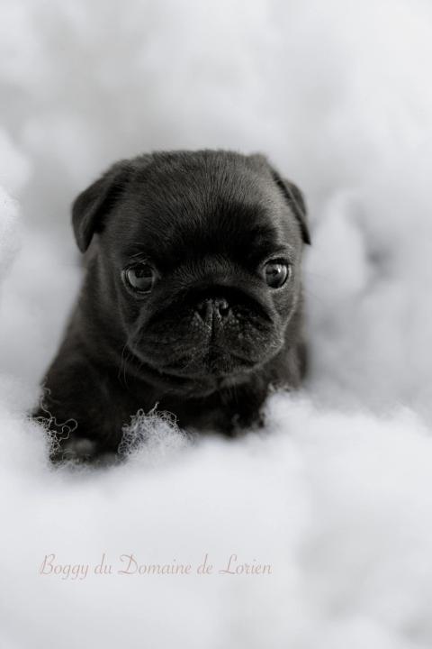 Photo de chiot de race Carlin