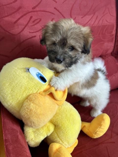 Photo de chiot de race Coton De Tulear