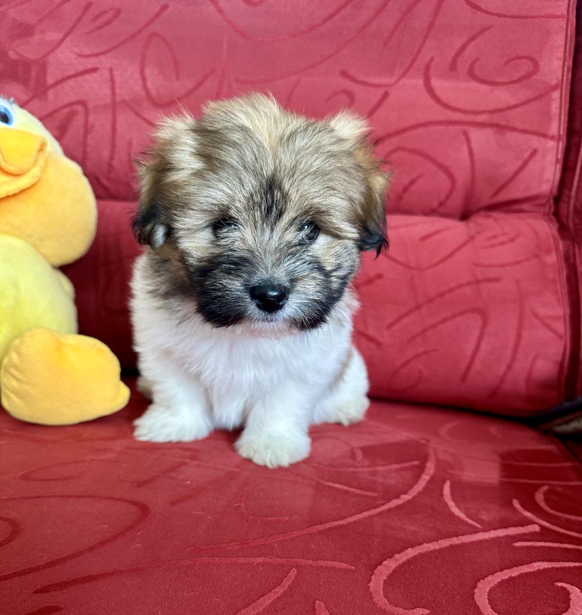 Coton de Tulear
