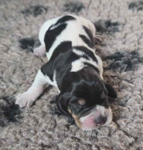 Photo de chiot de race Basset Bleu De Gascogne