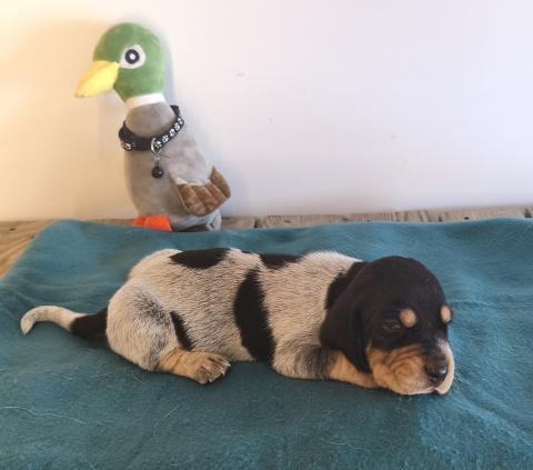 Photo de chiot de race Basset Bleu De Gascogne