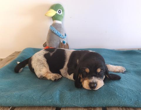 Photo de chiot de race Basset Bleu De Gascogne