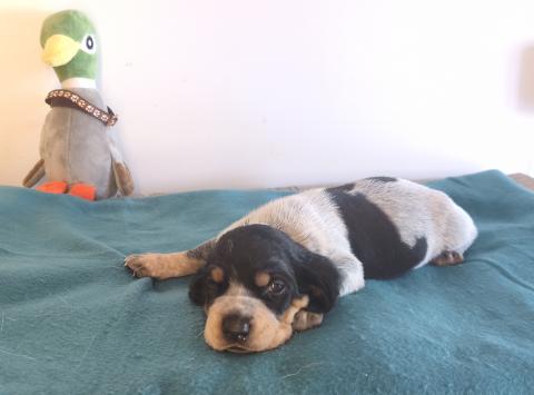 Photo de chiot de race Basset Bleu De Gascogne