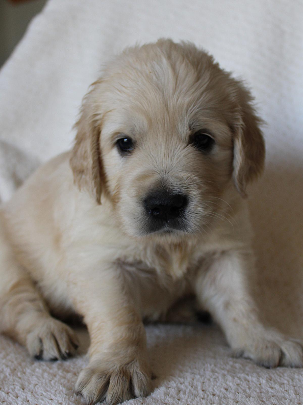 magnifique femelle golden retriever