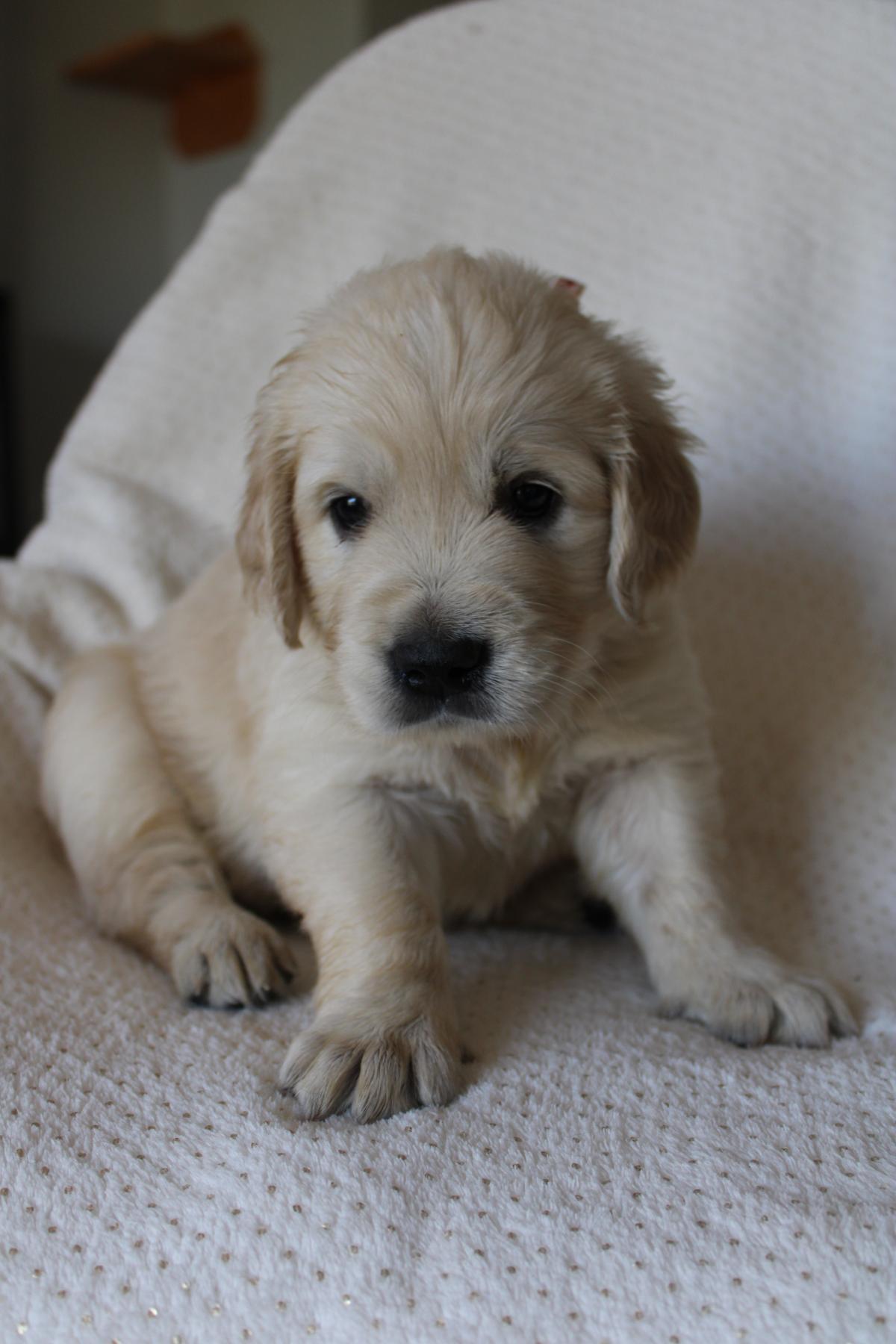 magnifique femelle golden retriever
