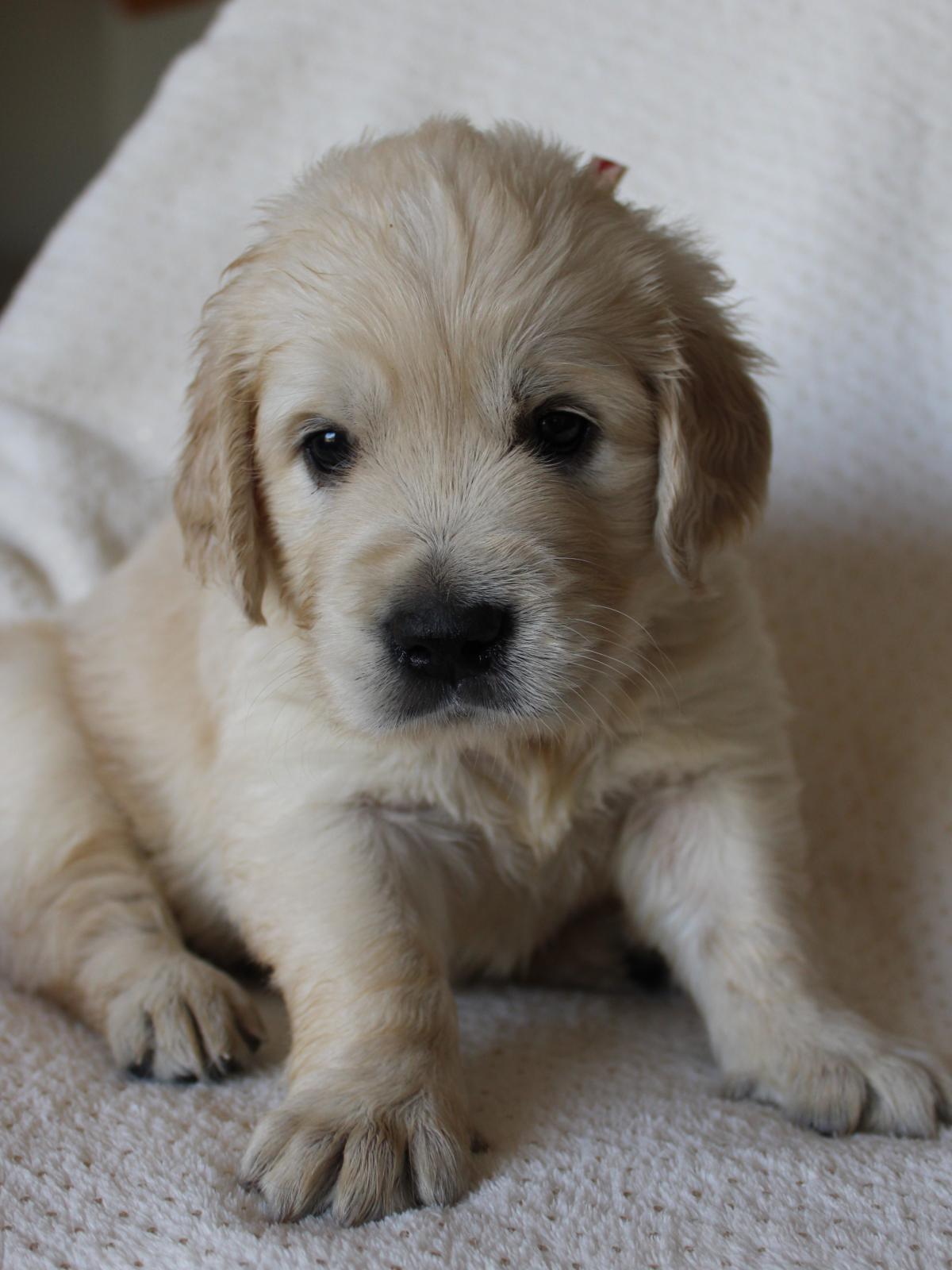 magnifique femelle golden retriever