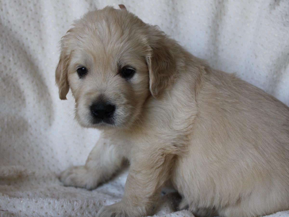 magnifique femelle golden retriever