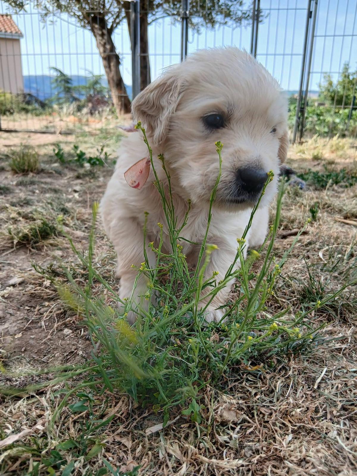 magnifique femelle golden retriever