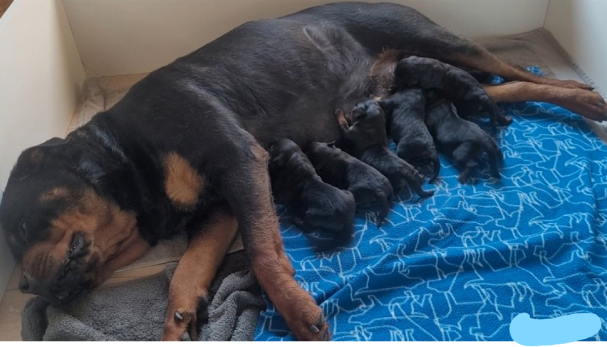 chiot rottweiler