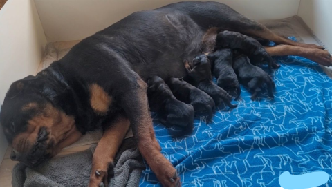 Photo de chiot de race Rottweiler