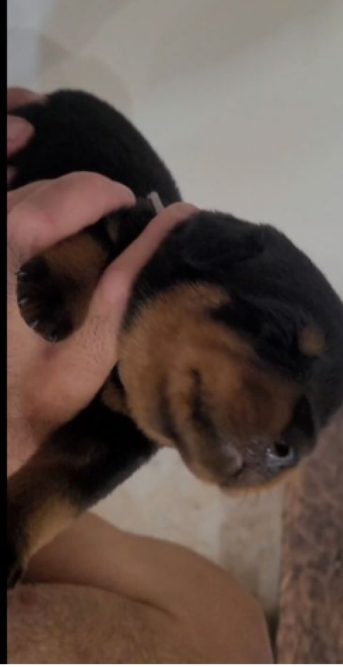 chiot rottweiler