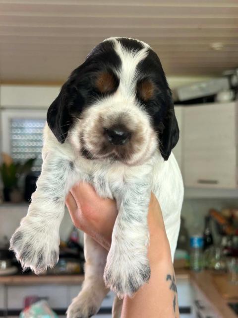 Photo de chiot de race Cocker Spaniel Anglais