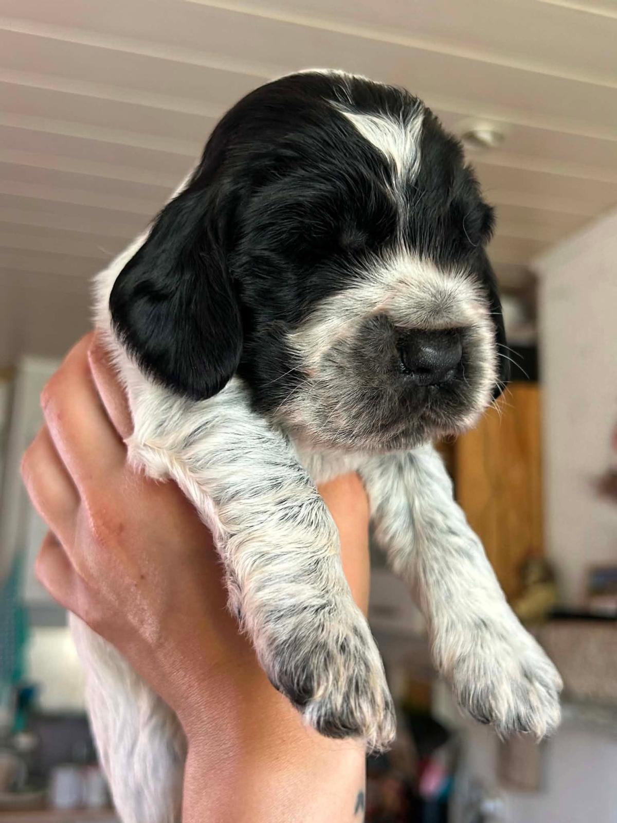 Chiot cocker anglais bleu