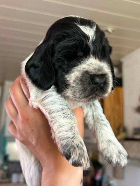 Photo de chiot de race Cocker Spaniel Anglais