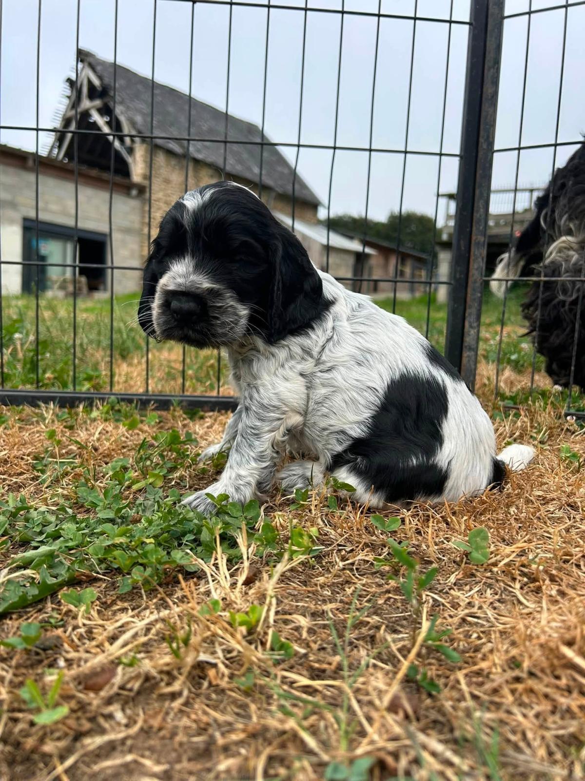 Chiot cocker anglais bleu