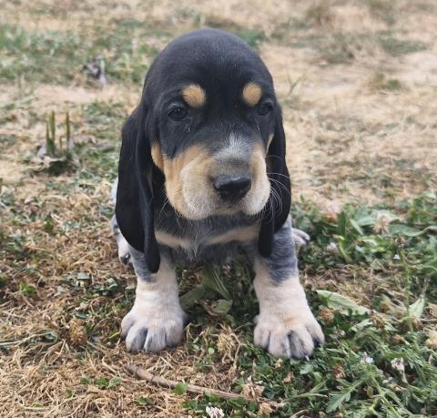 Photo de chiot de race Basset Bleu De Gascogne