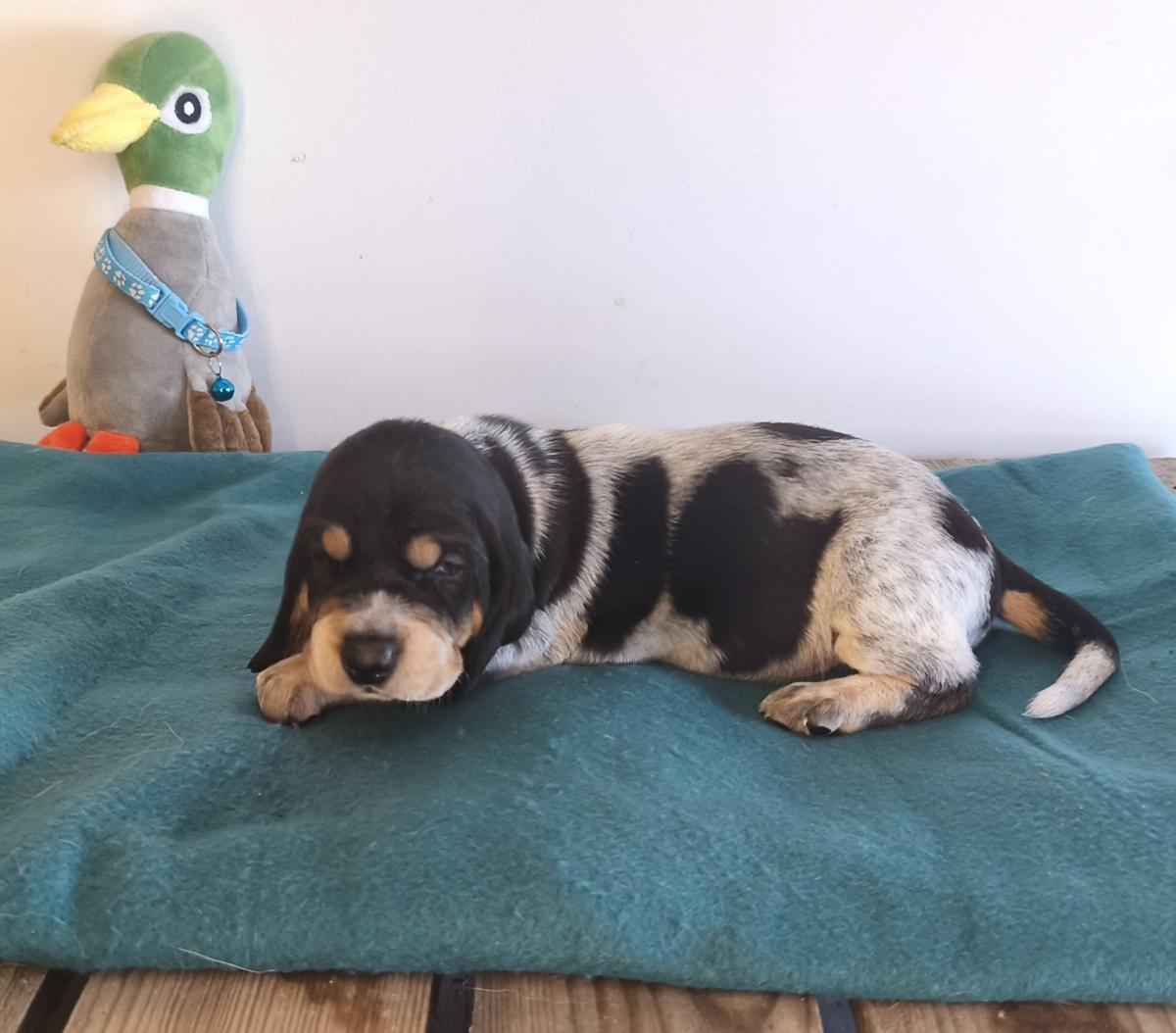 Basset Bleu de Gascogne - Collier Turquoise