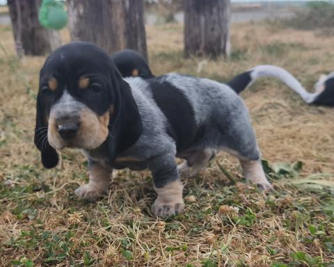 Photo de chiot de race Basset Bleu De Gascogne