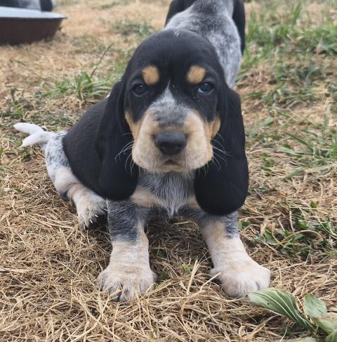 Photo de chiot de race Basset Bleu De Gascogne