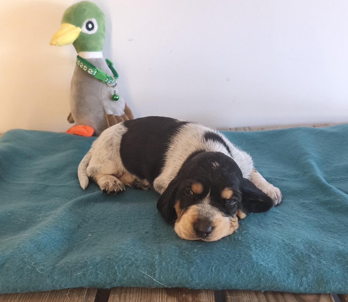 Basset Bleu de Gascogne