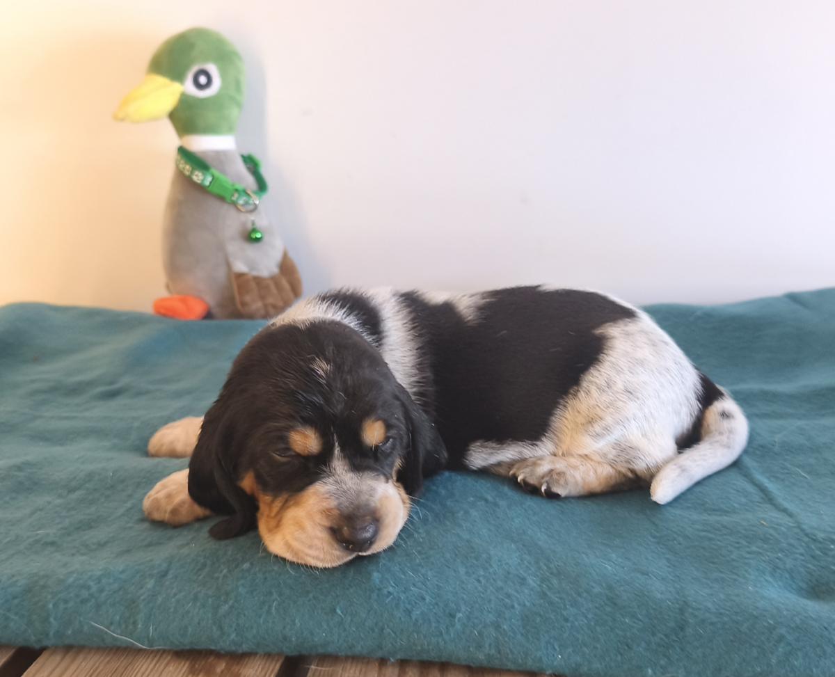 Basset Bleu de Gascogne