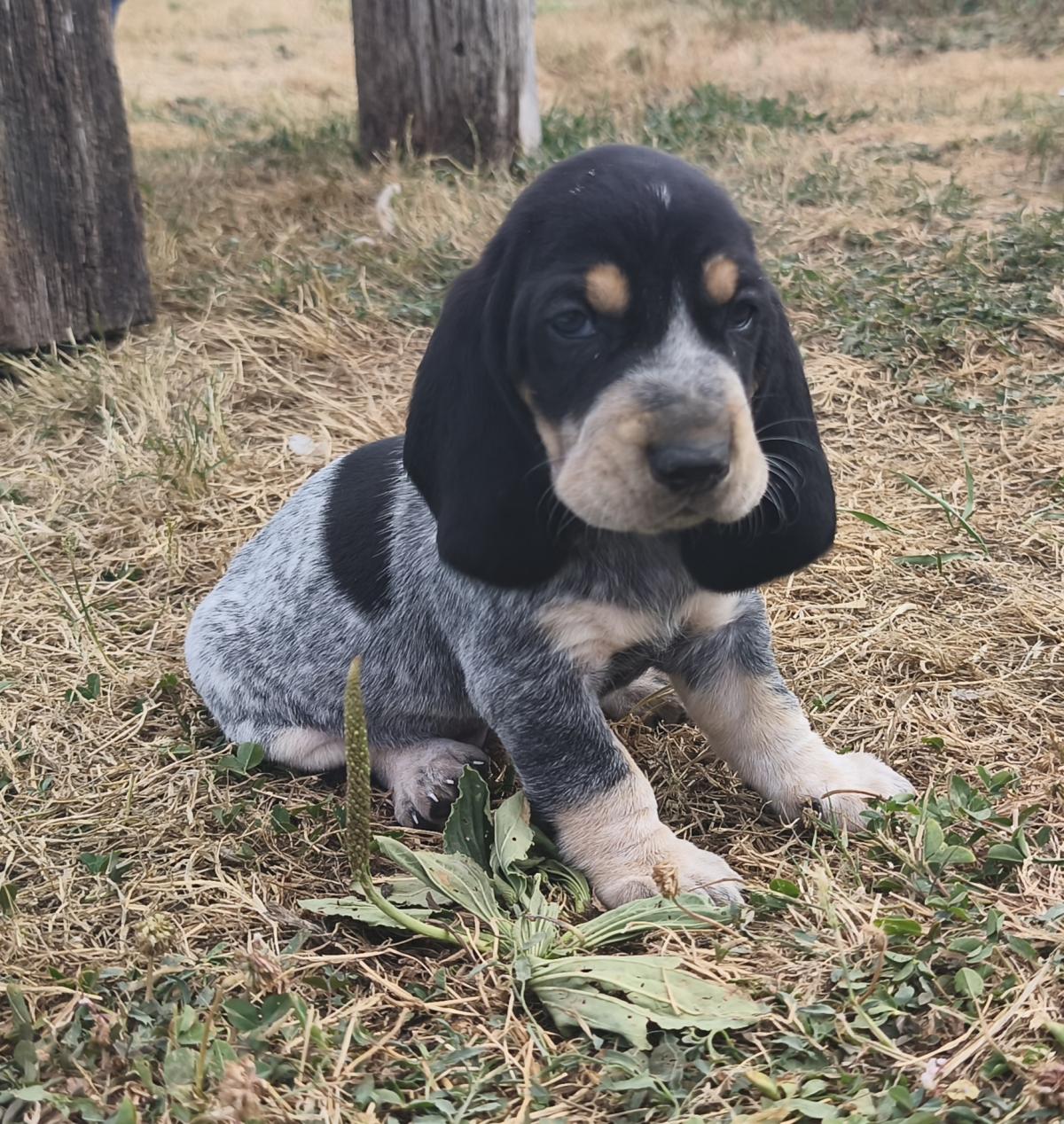 Basset Bleu de Gascogne - Collier Quartz