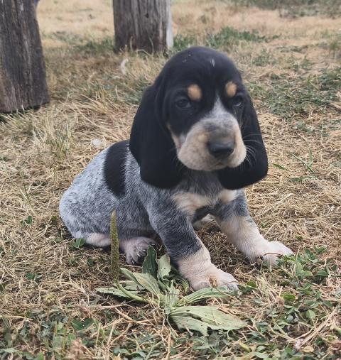 Photo de chiot de race Basset Bleu De Gascogne