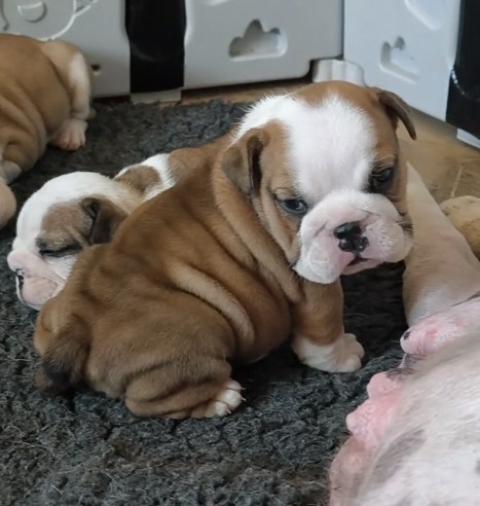 Photo de chiot de race Bulldog