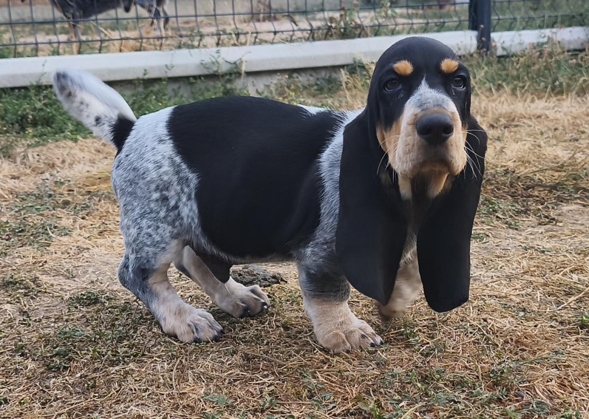 Basset Bleu de Gascogne