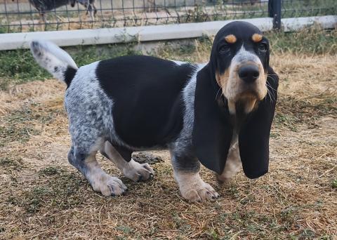 Photo de chiot de race Basset Bleu De Gascogne