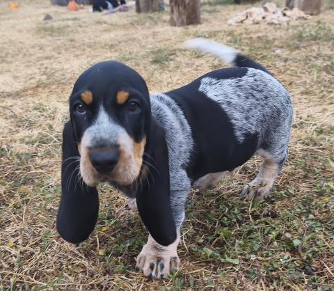 Photo de chiot de race Basset Bleu De Gascogne