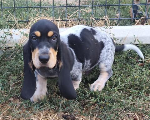 Photo de chiot de race Basset Bleu De Gascogne